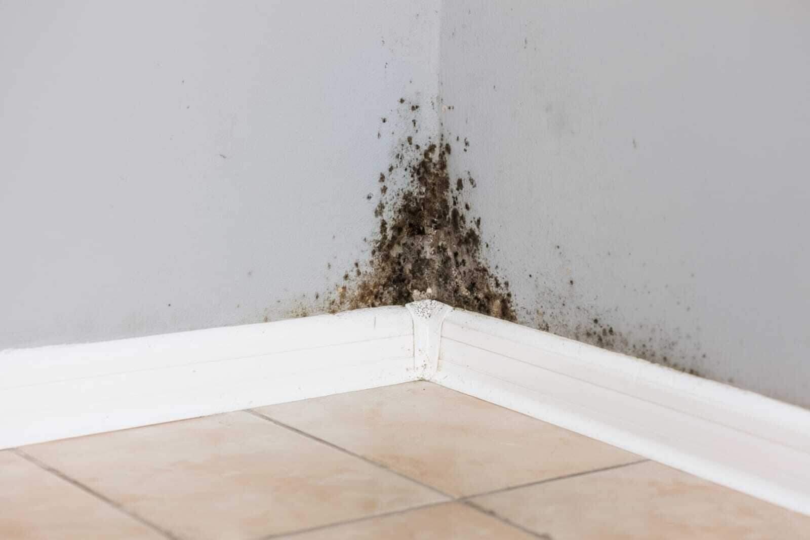 Mold growth on wall from water damage in Colorado Springs home