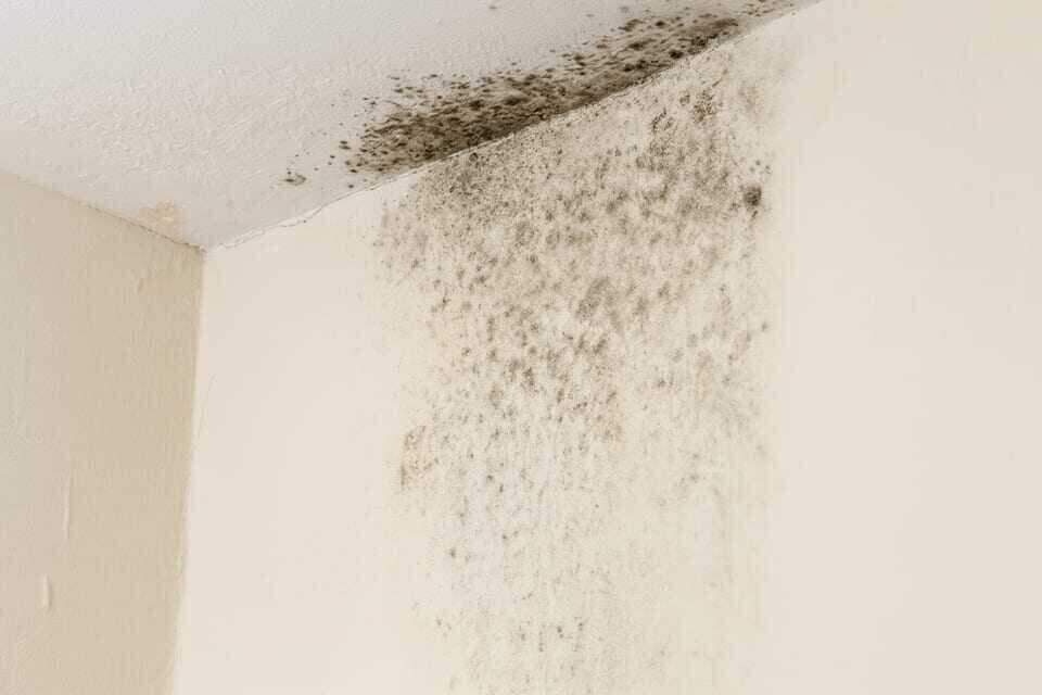 Mold remediation